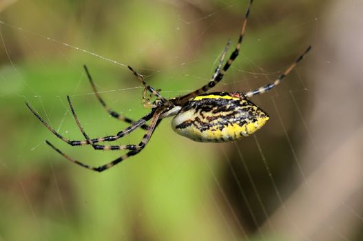 A garden spider suspende in the air with it's web.