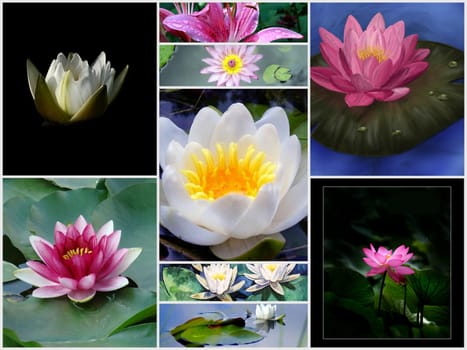 A collage of Pink Waterlily blossoms and lily pads