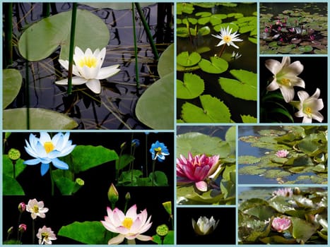  A collage of Pink Waterlily blossoms and lily pads