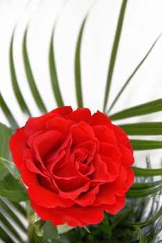 bright red single rose over white background