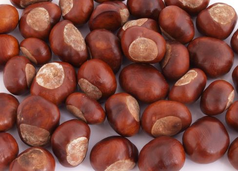 A conker is the seed of a horse chestnut tree.