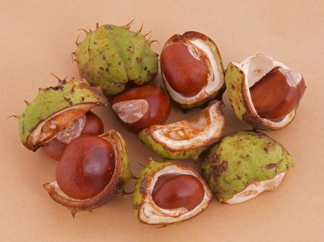 A conker is the seed of a horse chestnut tree.
