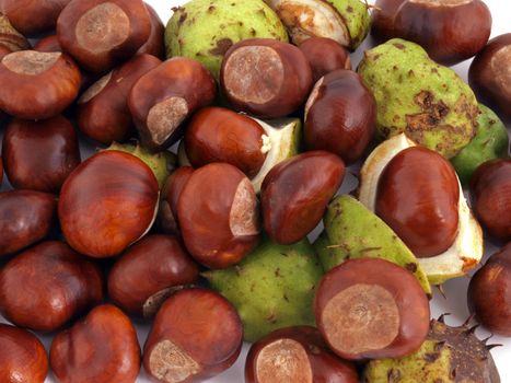 A conker is the seed of a horse chestnut tree.