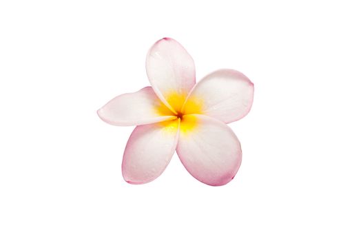 Close-up of frangipani flower isolated on white