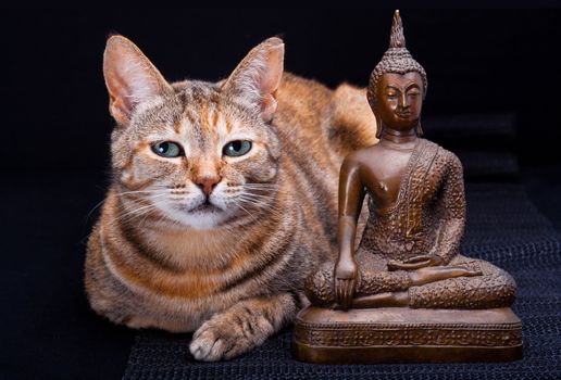 Tabby cat meditating with Buddha Statue