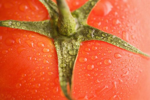 Close up of wet red ripe tomato.