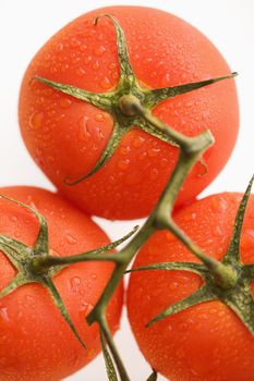 Close up of wet red ripe tomatoes against white background.