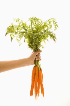 Hand holding bunch of orange carrots with green tops against white background.