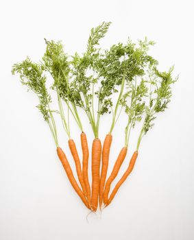 Bunch of carrots spread out against white background.