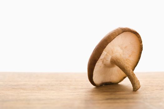 Still life of single brown mushroom.