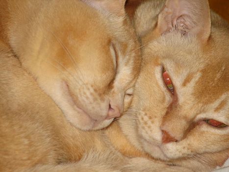 sleeping Burma cats