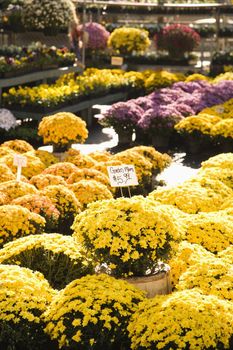 Outdoor garden center with rows of flowering mum plants.