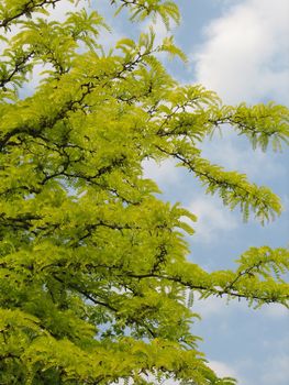 springtime with fresh green leaves on the trees