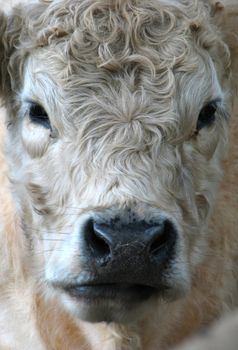 head of a Galloway cow