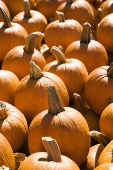 Pile of Autumn pumpkins at outdoor market.