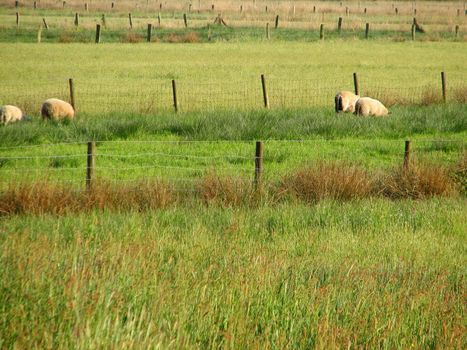 grazing sheep in a summer meadow