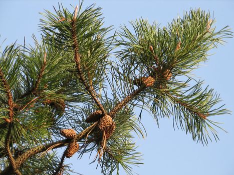 pine branch with cones