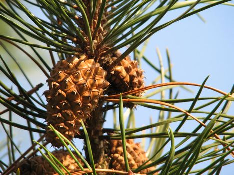 detail od a pine tree, pine cones