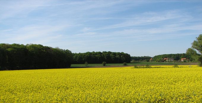 flowering rapeseed field on a sunny day