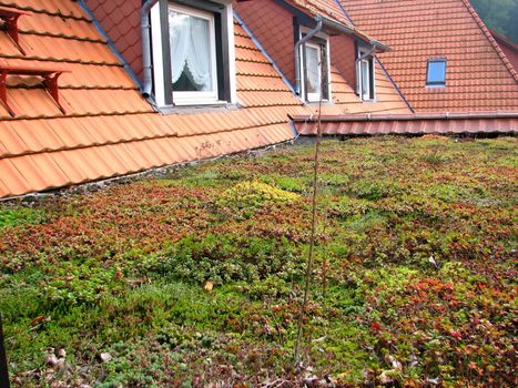 green roof planted with ground covering plants