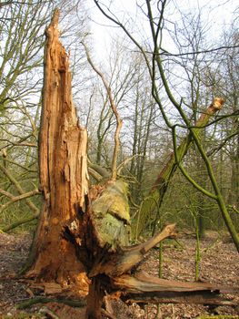 fallen tree, broken by a storm