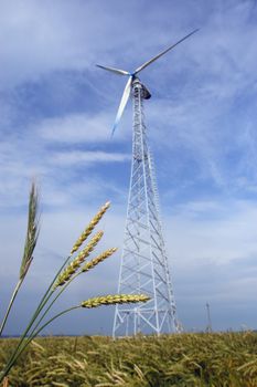Wheaten field with a windmill, in the foreground ears of wheat