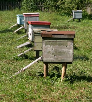 Several beehives at green grass