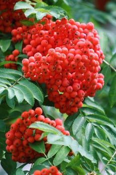 Bush of red juicy ashberry