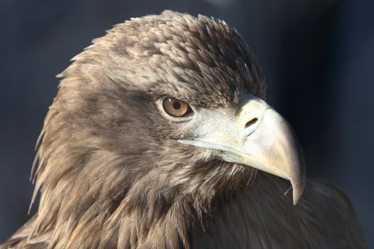 Head of golden eagle (Aquila chrysaetos)
