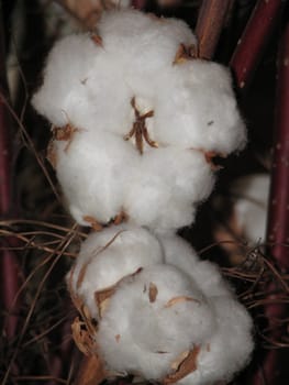 fruits of the cotton plant