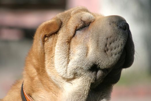 Shar-pei with the blinked eyes