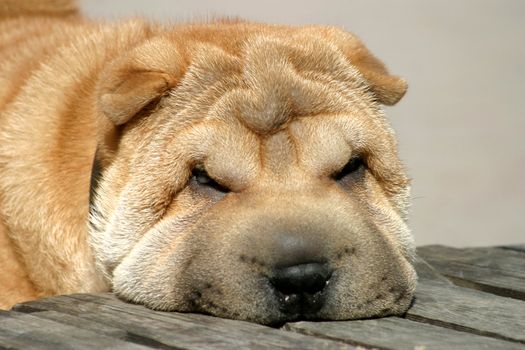 The muzzle of a sharpey laying on a floor