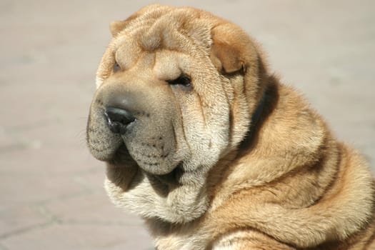 Brown shar-pei watching smth. outdoors