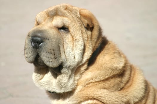 Muzzle of a nice brown shar-pei