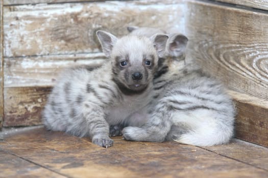 Two young grey hieans