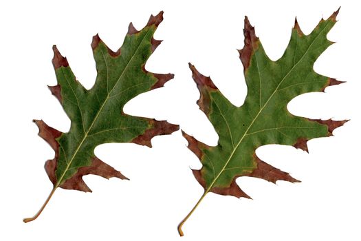 Oak leaves in Fall color against white background.