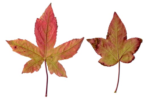 Maple leaves isolated on white background.