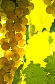 Yellow grapes growing on vine in bright sunshine