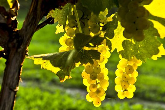 Yellow grapes growing on vine in bright sunshine