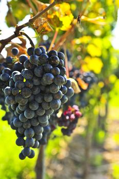 Red grapes growing on vine in bright sunshine