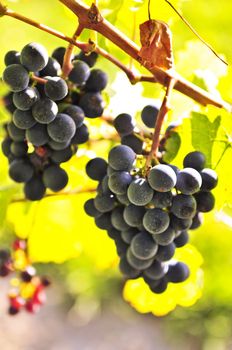 Red grapes growing on vine in bright sunshine