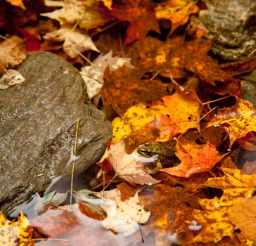 Small frog in autumn leaves in a river with its head peeping above the water surface
