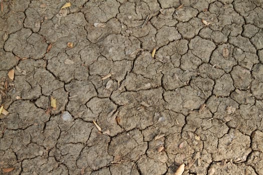 Dry parched cracked soil dirt or earth with a few dead leaves