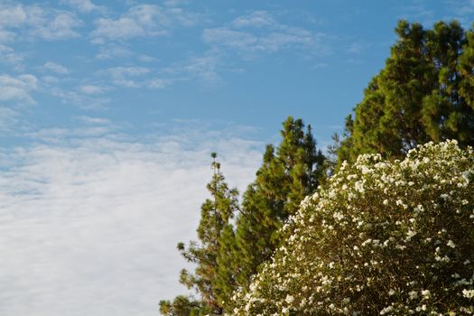 White flowered tree with green pines against blue sky and cloudscape