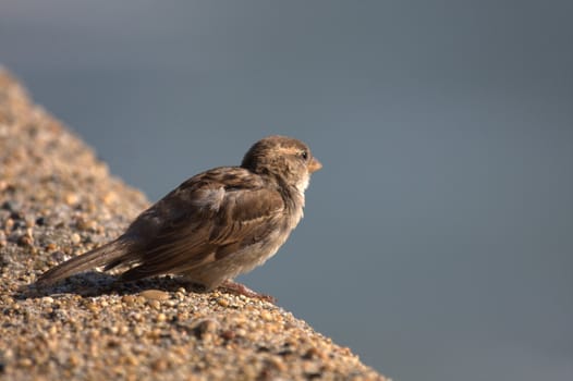 sparrow three-quarter back on a low wall in the sun