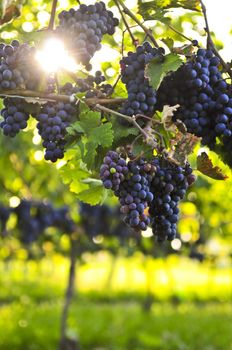 Purple grapes growing on vine in bright sunshine