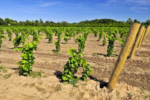Rows of young grape vines growing in Niagara peninsula vineyard