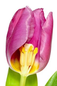 Tulip on clean white background.