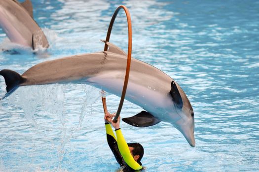 Dolphin jumping through a ring