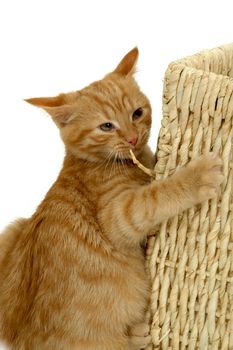 Kitten holding on to a basket with a very Bizarre expression